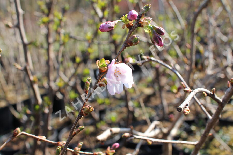 Višeň chloupkatá 'Accolade' - Prunus 'Accolade'