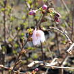 Višeň chloupkatá 'Accolade' - Prunus 'Accolade'