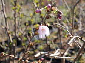 Sakura růžová 'Accolade' - Prunus 'Accolade'