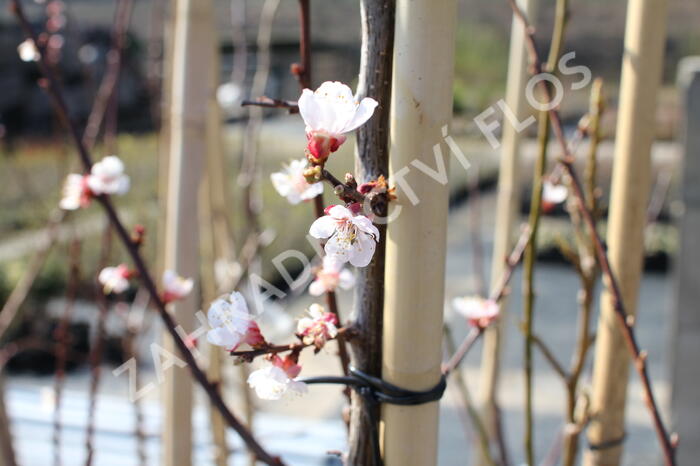 Meruňka středně raná 'Samourai' - Prunus armeniaca 'Samourai'