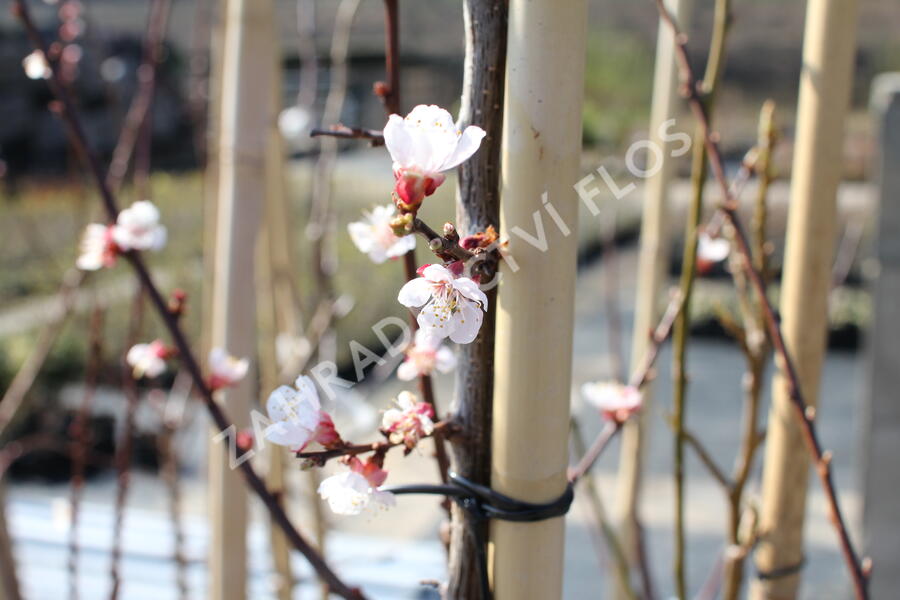 Meruňka středně raná 'Samourai' - Prunus armeniaca 'Samourai'