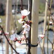 Meruňka středně raná 'Samourai' - Prunus armeniaca 'Samourai'