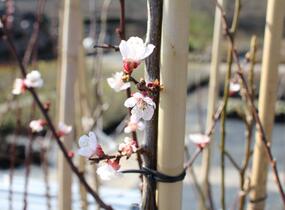 Meruňka středně raná 'Samourai' - Prunus armeniaca 'Samourai'