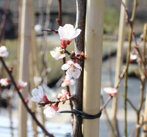 Meruňka středně raná 'Samourai' - Prunus armeniaca 'Samourai'