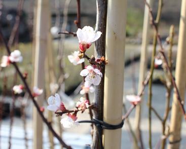 Meruňka středně raná 'Samourai'