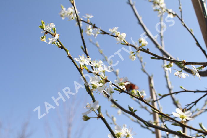 Švestkomeruňka 'Pluot Geltiy' - Prunus hybrid 'Pluot Geltiy'