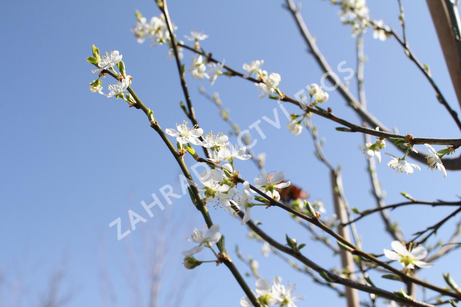 Švestkomeruňka 'Pluot Geltiy' - Prunus hybrid 'Pluot Geltiy'