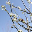 Švestkomeruňka 'Pluot Geltiy' - Prunus hybrid 'Pluot Geltiy'