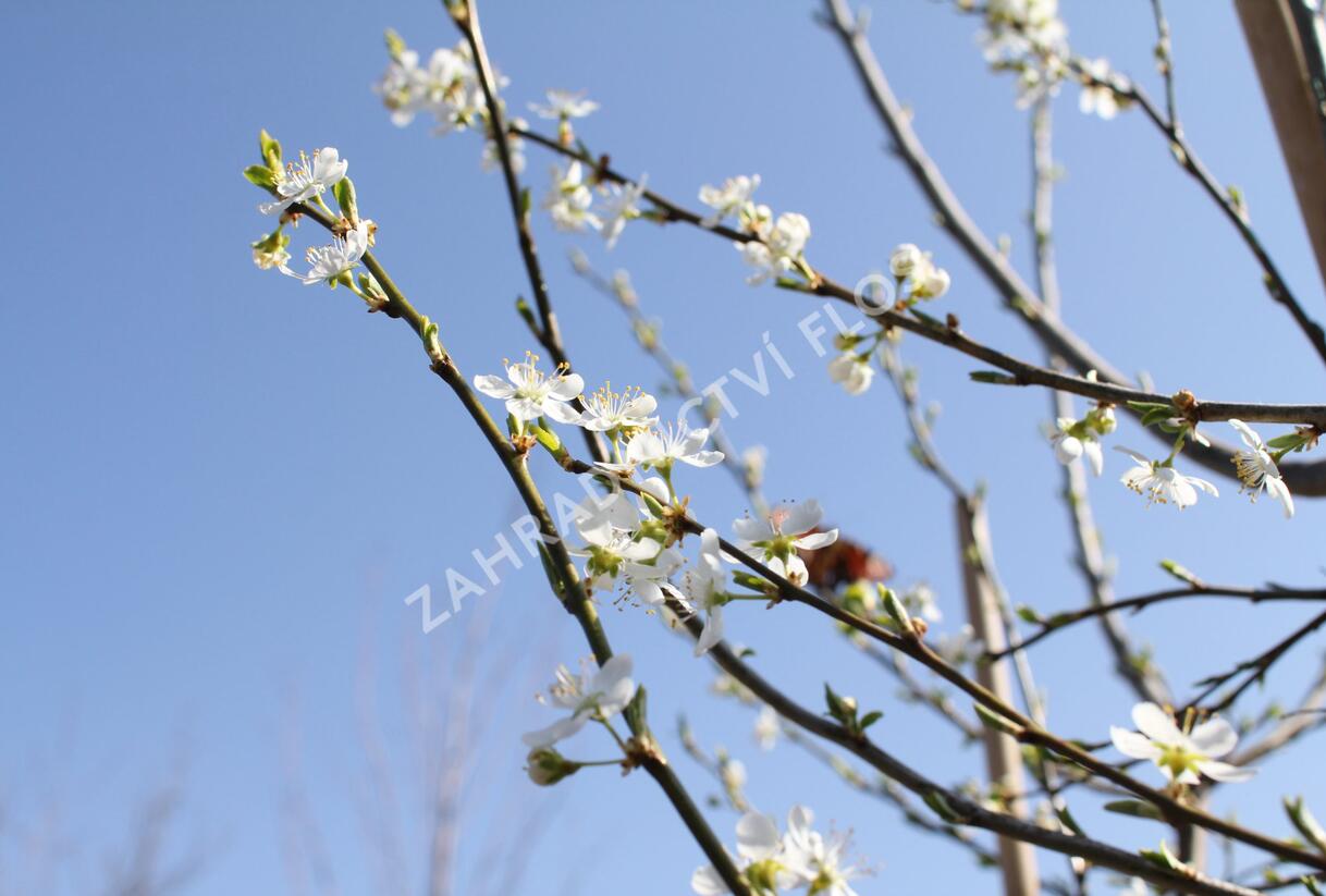 Švestkomeruňka středně raná 'Pluot Geltiy' - Prunus hybrid 'Pluot Geltiy'