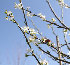 Švestkomeruňka 'Pluot Geltiy' - Prunus hybrid 'Pluot Geltiy'