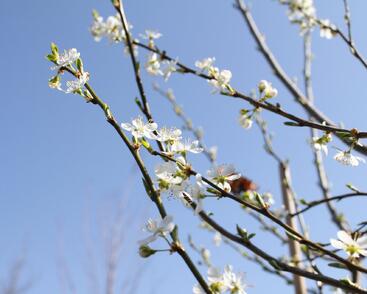 Švestkomeruňka středně raná 'Pluot Geltiy'