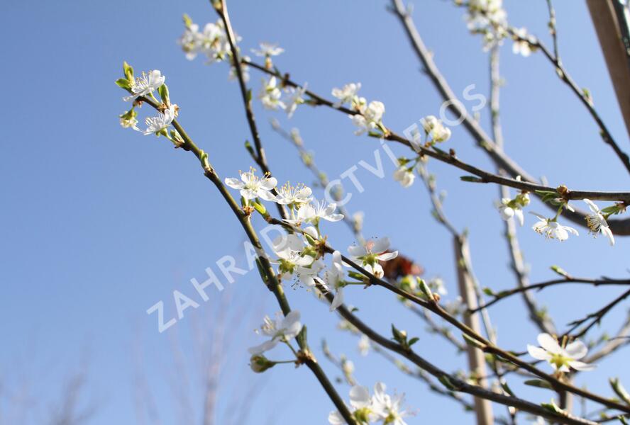 Švestkomeruňka středně raná 'Pluot Geltiy' - Prunus hybrid 'Pluot Geltiy'