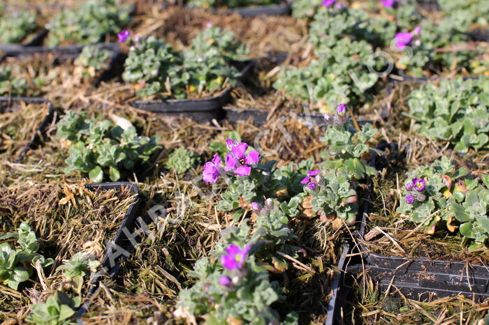 Tařička kosníkovitá 'Downers' - Aubrieta deltoides 'Downers'