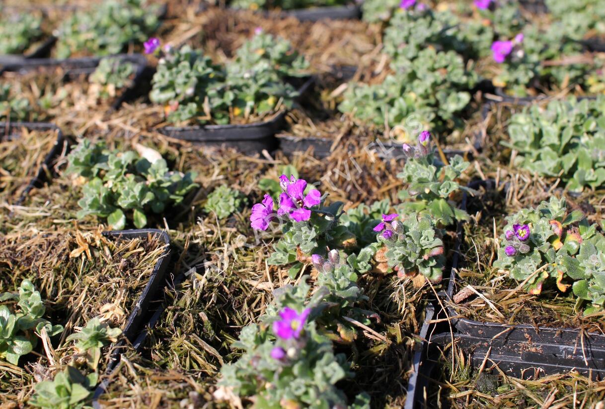 Tařička kosníkovitá 'Downers' - Aubrieta deltoides 'Downers'
