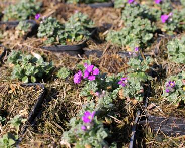 Tařička kosníkovitá 'Downers'