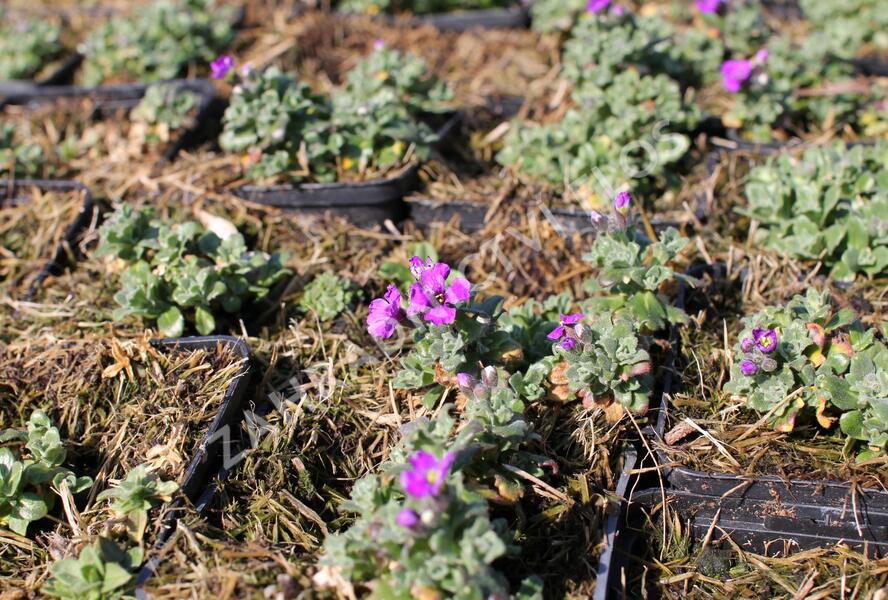 Tařička kosníkovitá 'Downers' - Aubrieta deltoides 'Downers'