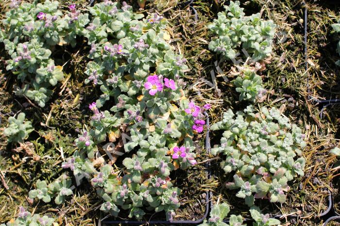 Tařička kosníkovitá 'Rosenteppich' - Aubrieta deltoides 'Rosenteppich'