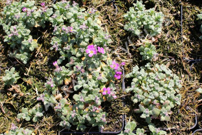 Tařička kosníkovitá 'Rosenteppich' - Aubrieta deltoides 'Rosenteppich'