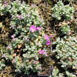 Tařička kosníkovitá 'Rosenteppich' - Aubrieta deltoides 'Rosenteppich'