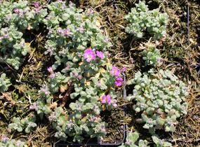 Tařička kosníkovitá 'Rosenteppich' - Aubrieta deltoides 'Rosenteppich'