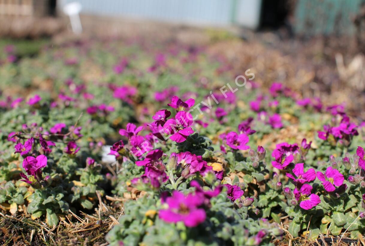 Tařička půvabná 'Rock on Pink' - Aubrieta gracilis 'Rock on Pink'