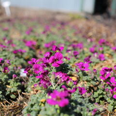 Tařička 'Rock on Pink' - Aubrieta gracilis 'Rock on Pink'