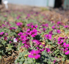 Tařička 'Rock on Pink' - Aubrieta gracilis 'Rock on Pink'