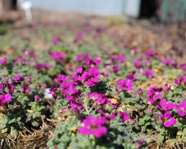 Tařička půvabná 'Rock on Pink'
