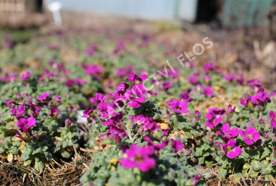 Tařička půvabná 'Rock on Pink' - Aubrieta gracilis 'Rock on Pink'