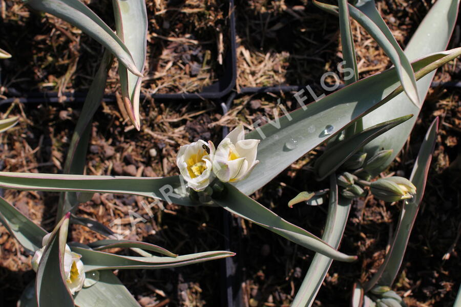 Tulipán botanický polychroma - Tulipa polychroma
