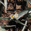 Tulipán botanický polychroma - Tulipa polychroma