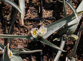 Tulipán botanický polychroma - Tulipa polychroma