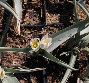 Tulipán botanický polychroma - Tulipa polychroma