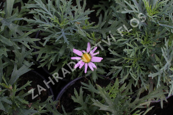 Kopretina pařížská 'Aramis Pink Eye' - Argyranthemum frutescens 'Aramis Pink Eye'