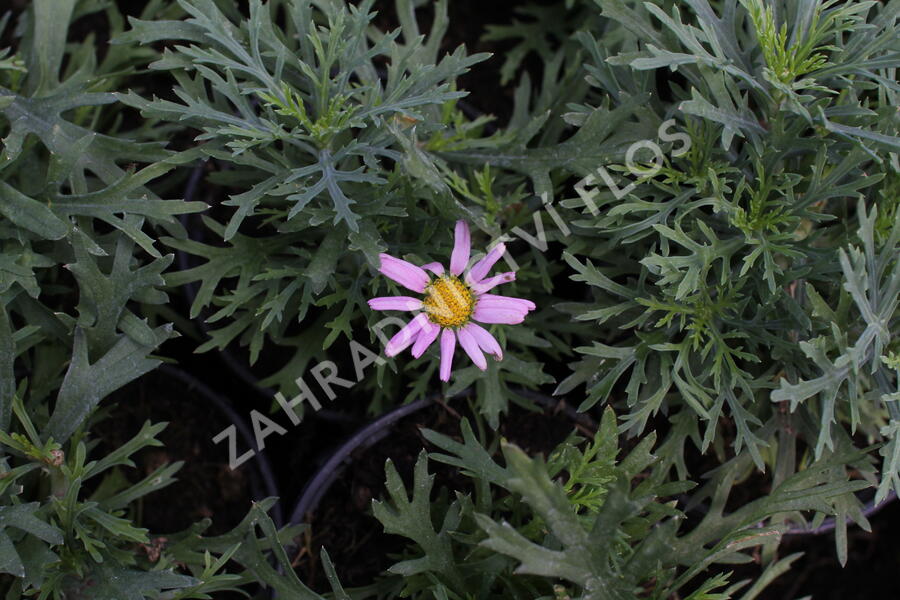 Kopretina pařížská 'Aramis Pink Eye' - Argyranthemum frutescens 'Aramis Pink Eye'