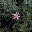 Kopretina pařížská 'Aramis Pink Eye' - Argyranthemum frutescens 'Aramis Pink Eye'