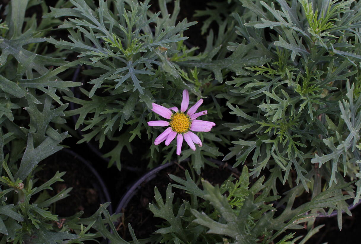 Kopretina pařížská 'Aramis Pink Eye' - Argyranthemum frutescens 'Aramis Pink Eye'