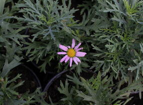 Kopretina pařížská 'Aramis Pink Eye' - Argyranthemum frutescens 'Aramis Pink Eye'