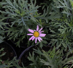 Kopretina pařížská 'Aramis Pink Eye' - Argyranthemum frutescens 'Aramis Pink Eye'