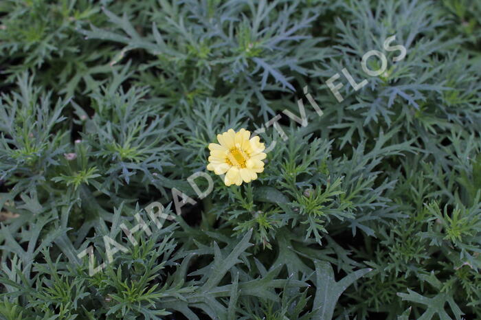 Kopretina pařížská 'Aramis Yellow' - Argyranthemum frutescens 'Aramis Yellow'