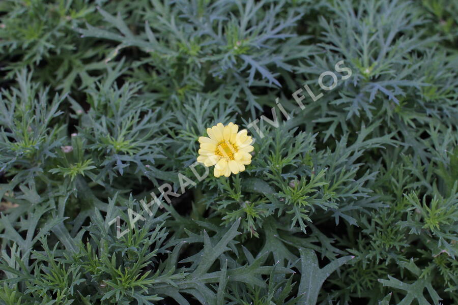 Kopretina pařížská 'Aramis Yellow' - Argyranthemum frutescens 'Aramis Yellow'