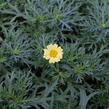 Kopretina pařížská 'Aramis Yellow' - Argyranthemum frutescens 'Aramis Yellow'