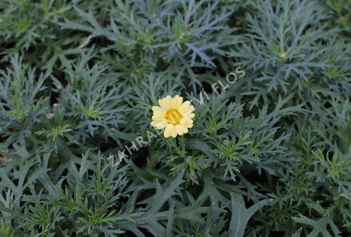 Kopretina pařížská 'Aramis Yellow' - Argyranthemum frutescens 'Aramis Yellow'