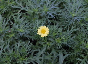 Kopretina pařížská 'Aramis Yellow' - Argyranthemum frutescens 'Aramis Yellow'