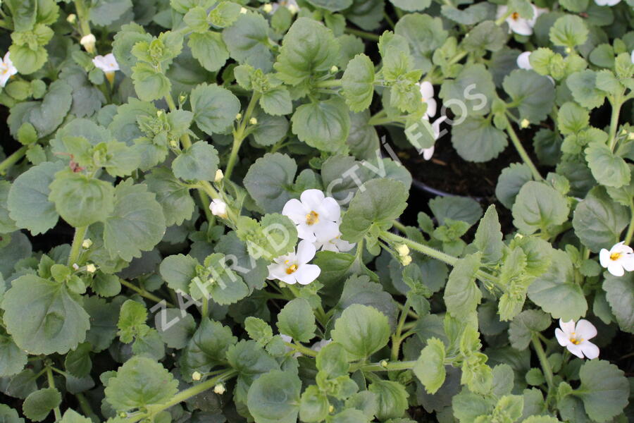 Bakopa 'Gulliver Dynamic White' - Sutera diffusus 'Gulliver Dynamic White'