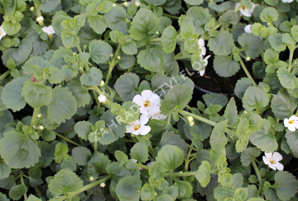 Bakopa 'Gulliver Dynamic White' - Sutera diffusus 'Gulliver Dynamic White'