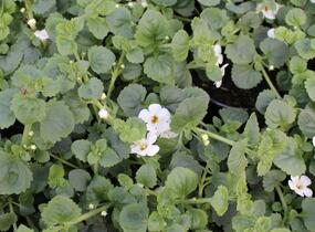 Bakopa 'Gulliver Dynamic White' - Sutera diffusus 'Gulliver Dynamic White'