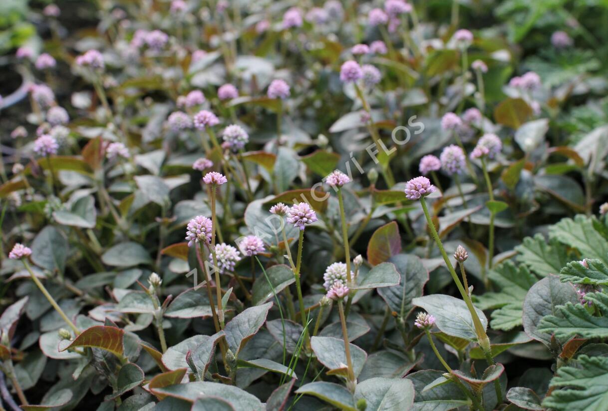 Rdesno hlavaté 'Caramel Candy' - Polygonum capitatum 'Caramel Candy'