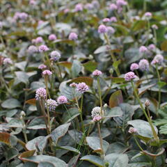 Rdesno hlavaté 'Caramel Candy' - Polygonum capitatum 'Caramel Candy'
