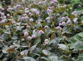 Rdesno hlavaté 'Caramel Candy' - Polygonum capitatum 'Caramel Candy'